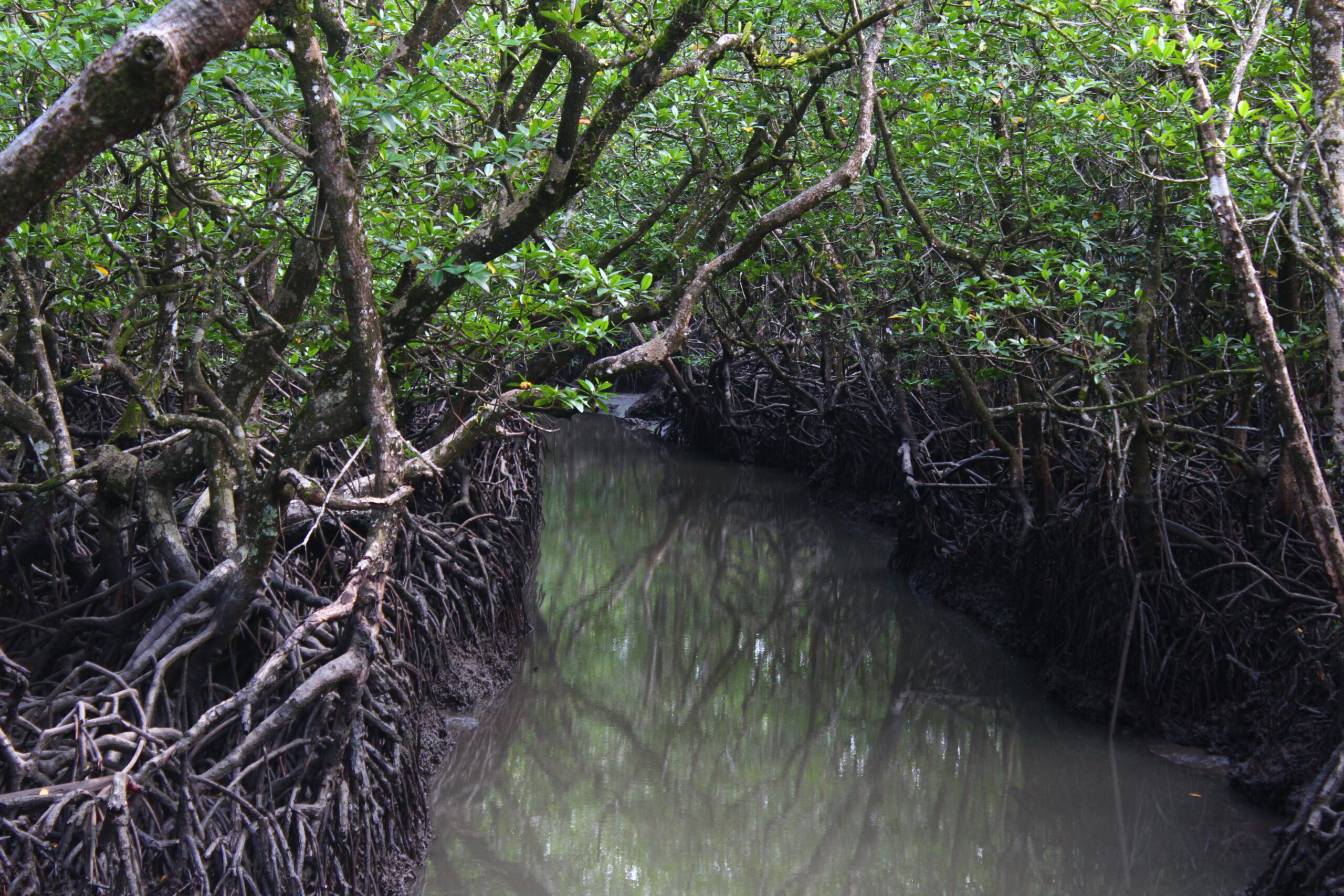mangrove forest andaman